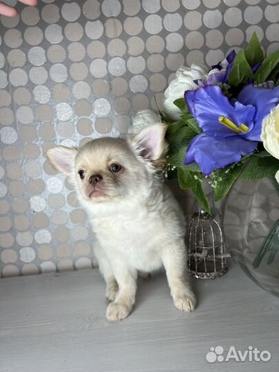 Это он украл твое сердечко