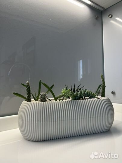 Флорариум суккуленты и кактусы