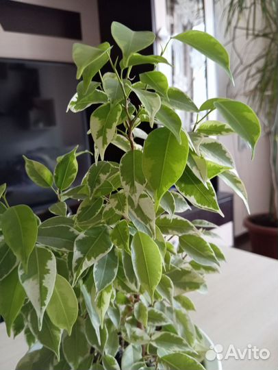 Фикус бенджамина