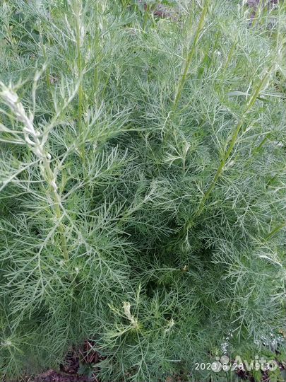 Многолетники садовые - мята, тархун (эстрагон)