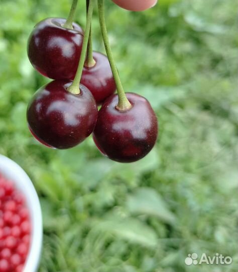 Вишня ливенка