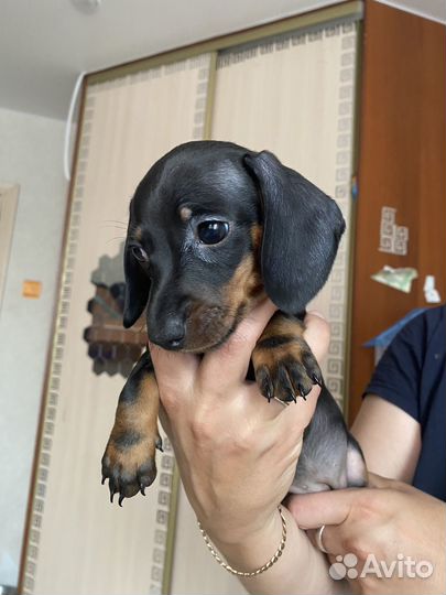 Щенки мелкой таксы