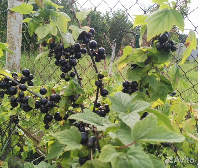 Саженцы клубники, смородины, крыжовника,йошта