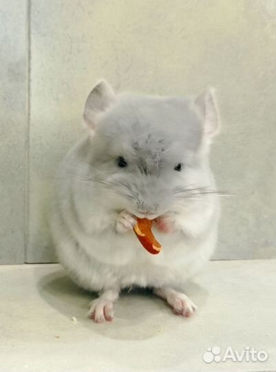 Шиншилла голубой бриллиант носитель ангоры