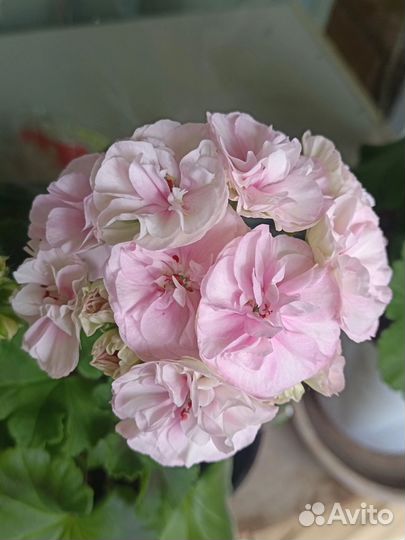 Пеларгония герань