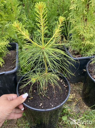 Сосна Веймутова Псевдотсуга голубая