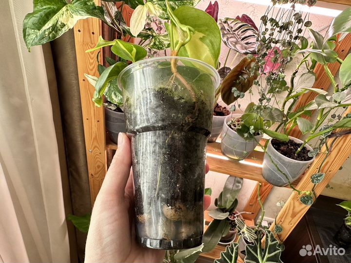 Филодендрон бразил