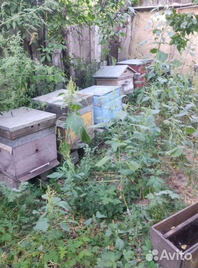 Продам пчелосемьи