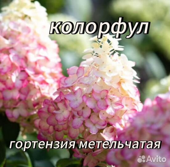 Гортензия Колор фул