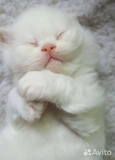 Турецкий Ван красивейший белый малыш