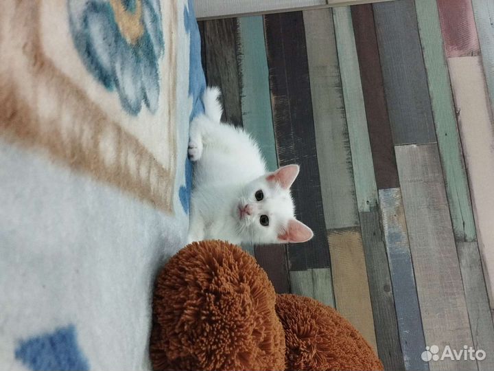 Котятки 2 месяца ищут домик и любящих хозяев