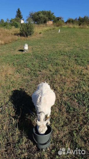 Коза и козёл Зааненской породы
