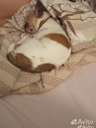 Случка собак