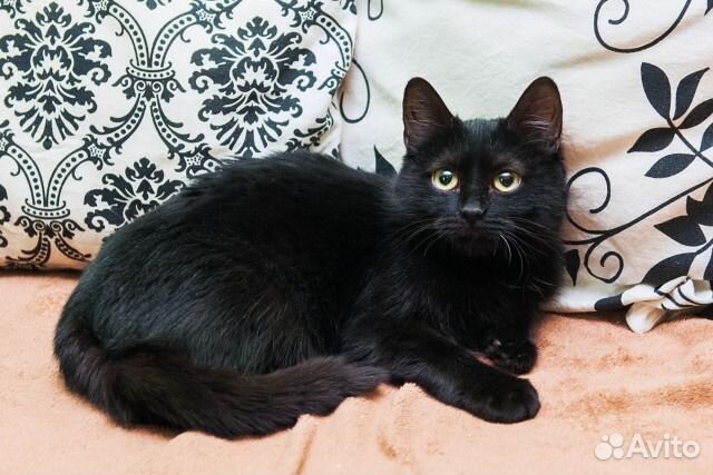 Кошка Габриэлла