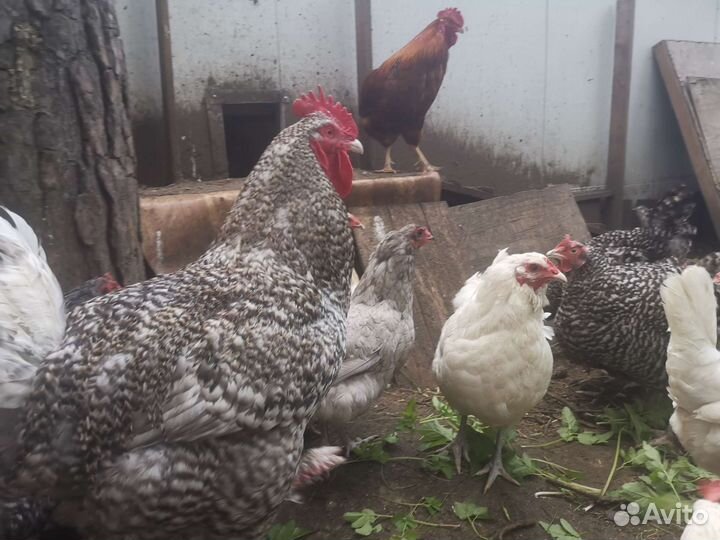 Мехеленская кукушка семья 6+1