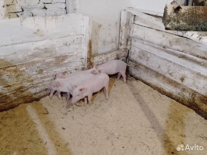 Поросята ландраст и дюрки