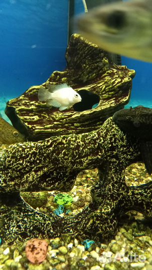 Продаются сапфировый попугай