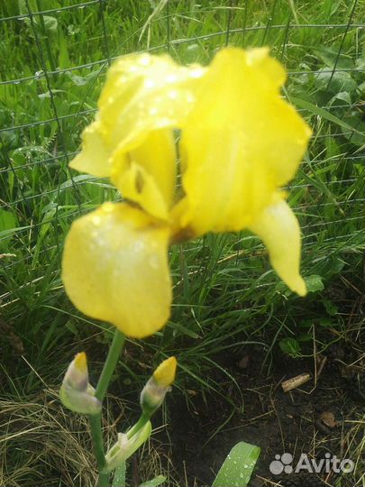 Ирисы Аквилегия Яснотка