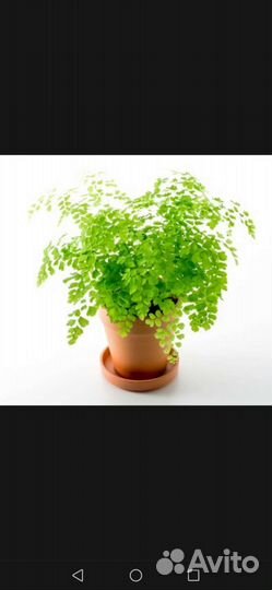 Адиантум венерин волос