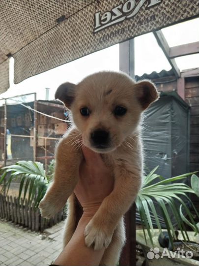 Маленький пупс ищет себе дом