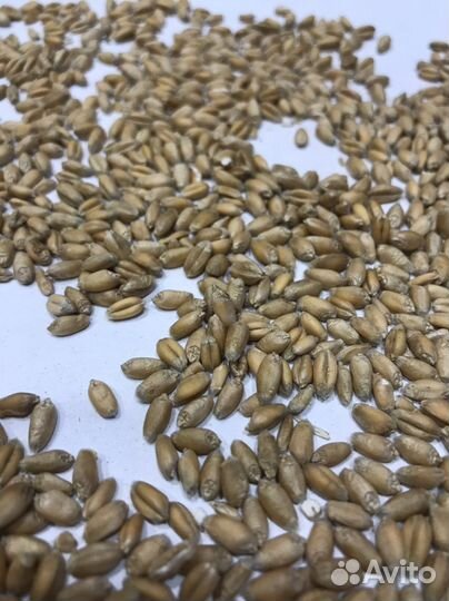 Корм для грызунов хомяков дегу шиншилл крыс