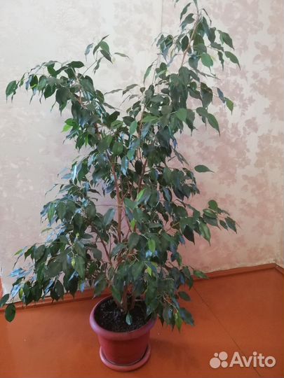 Фикус бенджамина