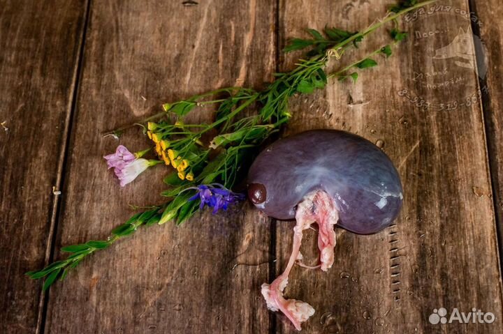 Еда для собак