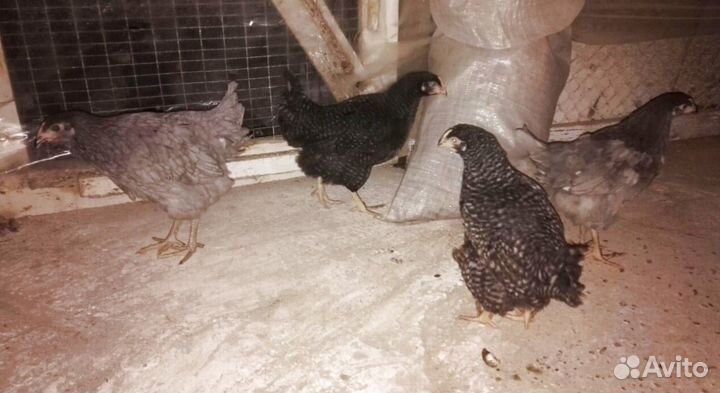 Курочки несушки бесплатная доставка на дом