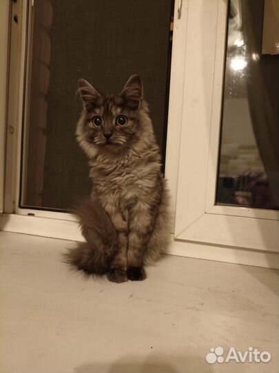 Кошка в дар