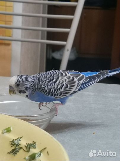 Волнистый попугай