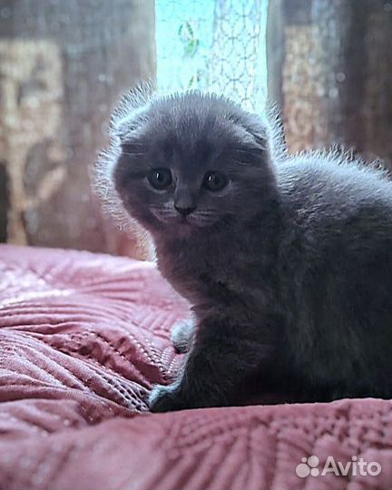 Шотландская вислоухая кошечка