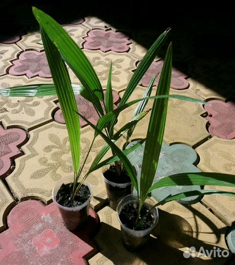 Пальмы и семена пальм