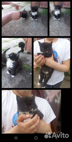 Котята бесплатно