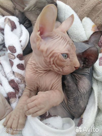 Эльф канадский