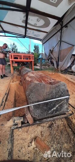 Слебы, спилы из дуба и лиственницы