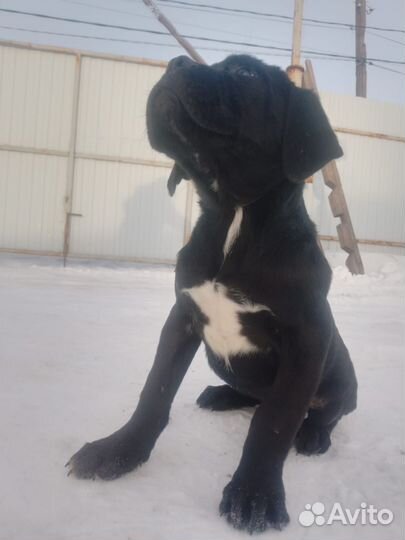 Щенки кане Корсо