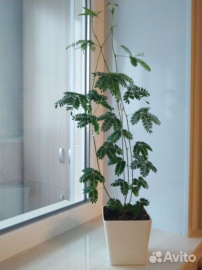 Мимоза стыдливая