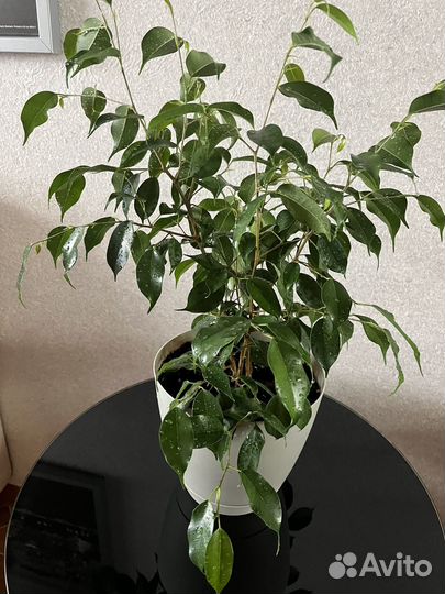 Фикус бенджамина, 45см