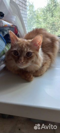 Рыжий котенок