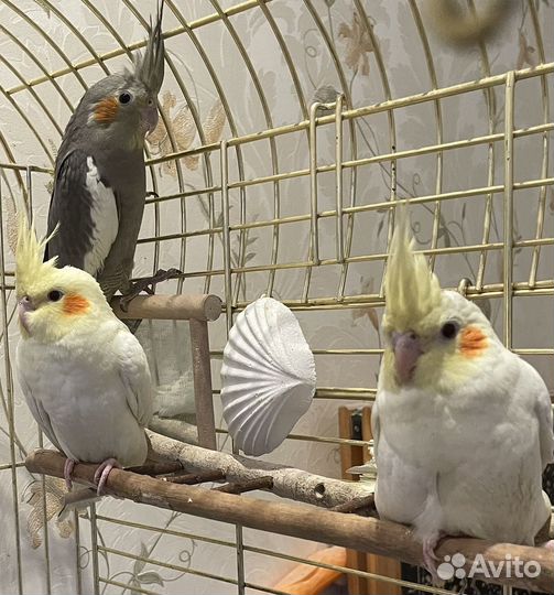 Попугай корелла птенец