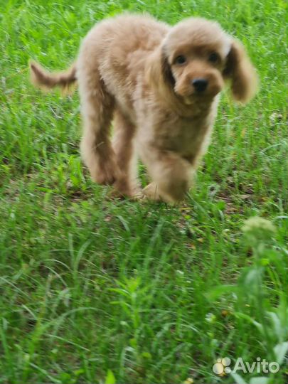 Пудель щенки абрикос и красные