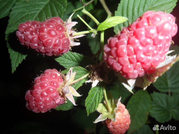 Саженцы малины красной, желтой, черной и розовой