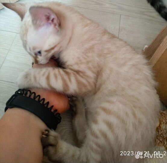 Котята Линкс (бенгальский снежный барс)