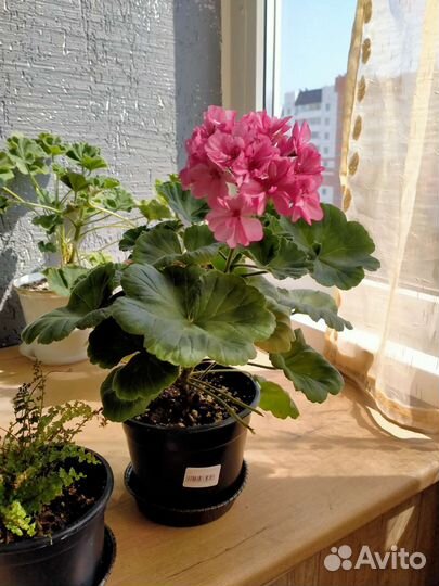 Пеларгонии