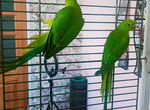 Птенцы ожереловых попугаев