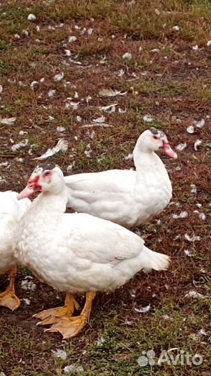 Семья индоуток