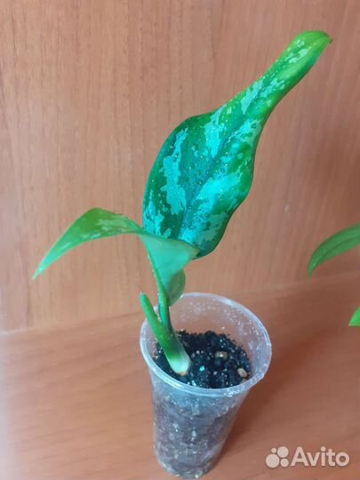 Аглаонема мария