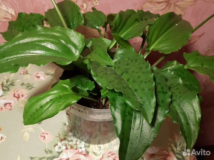 Комнатные цветы