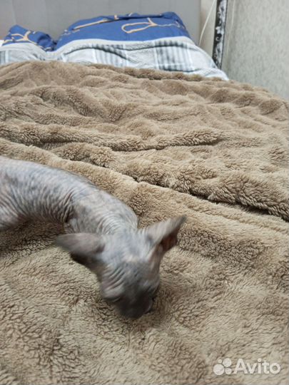 Кошки сфинкс