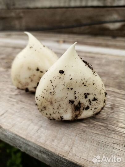 Лук Суворова (луковицы)